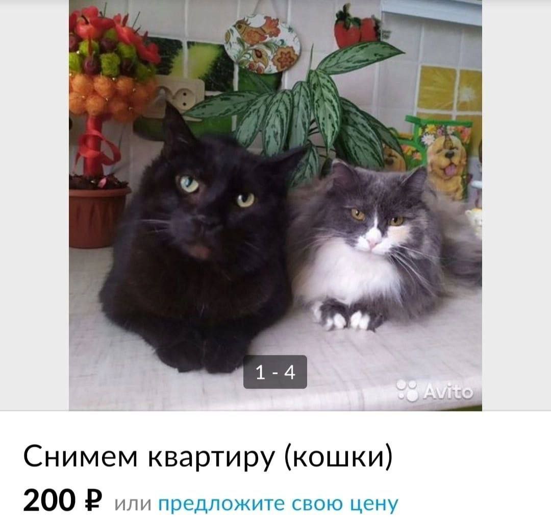 у 1-4 Снимем квартиру (кошки) 200 или предложите свою цену