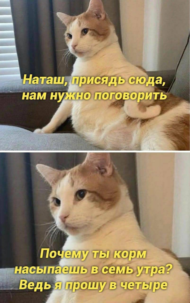 Наташ, Присядь ‘сюда, нам Но поговорить 4 Почему ТЫ корм насыпаешь в семь утра? Ведья прошу четыре