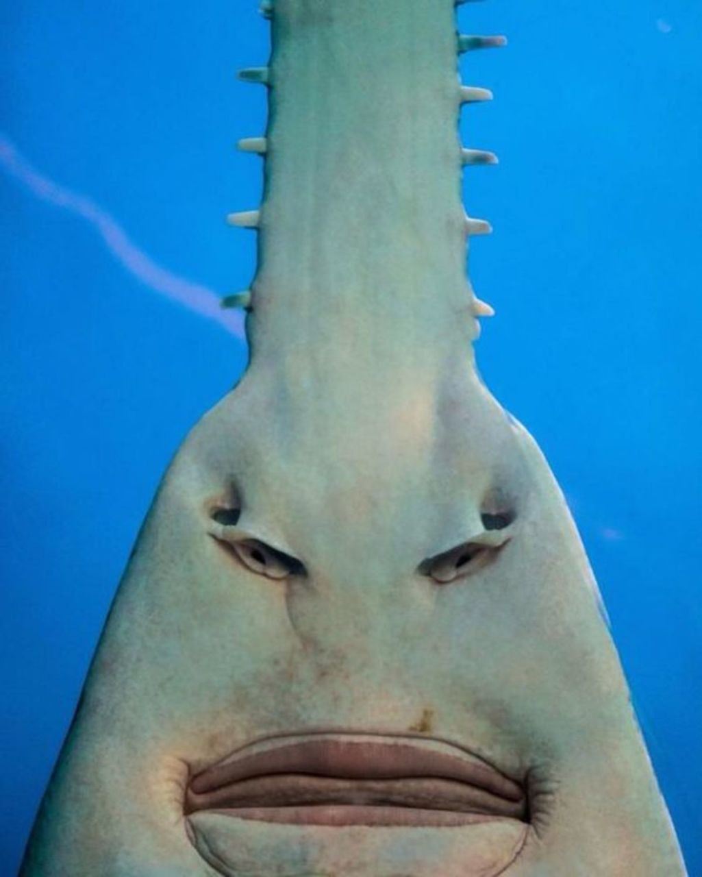 The ocean has fallen.
Krillions must die.