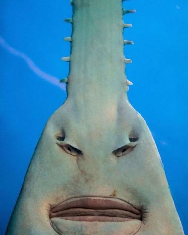 The ocean has fallen.
Krillions must die.