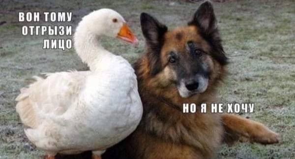 ВОН ТОМУ ОТГРЫЗИ ЛИЦО НО Я НЕ ХОЧУ