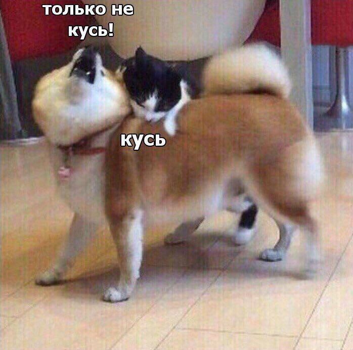 только не кусь! кусь