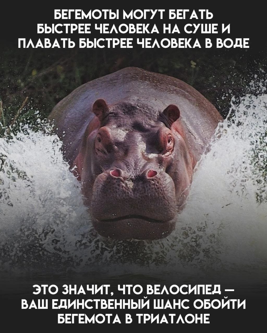 БЕГЕМОТЫ МОГУТ БЕГАТЬ БЫСТРЕЕ ЧЕЛОВЕКА НА СУШЕИ ПЛАВАТЬ БЫСТРЕЕ ЧЕЛОВЕКА В ВОДЕ ЭТО ЗНАЧИТ, ЧТО ВЕЛОСИПЕД ВАШ ЕДИНСТВЕННЫЙ ШАНС ОБОИТИ БЕГЕМОТА В ТРИАТЛОНЕ