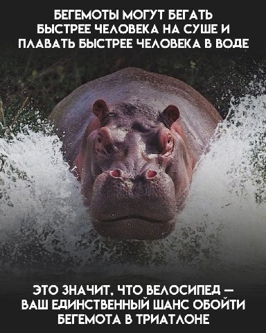 БЕГЕМОТЫ МОГУТ БЕГАТЬ БЫСТРЕЕ ЧЕЛОВЕКА НА СУШЕИ ПЛАВАТЬ БЫСТРЕЕ ЧЕЛОВЕКА В ВОДЕ ЭТО ЗНАЧИТ, ЧТО ВЕЛОСИПЕД ВАШ ЕДИНСТВЕННЫЙ ШАНС ОБОИТИ БЕГЕМОТА В ТРИАТЛОНЕ