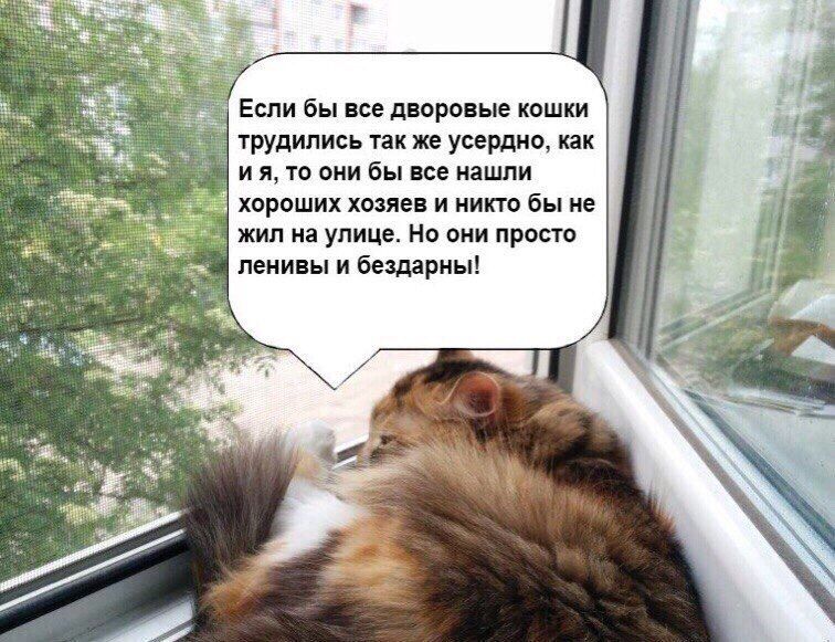 Если бы все дворовые кошки трудились так же усердно, как то они бы все нашли хороших хозяев и никто бы не жил на улице. Но они просто ленивы и бездарны!