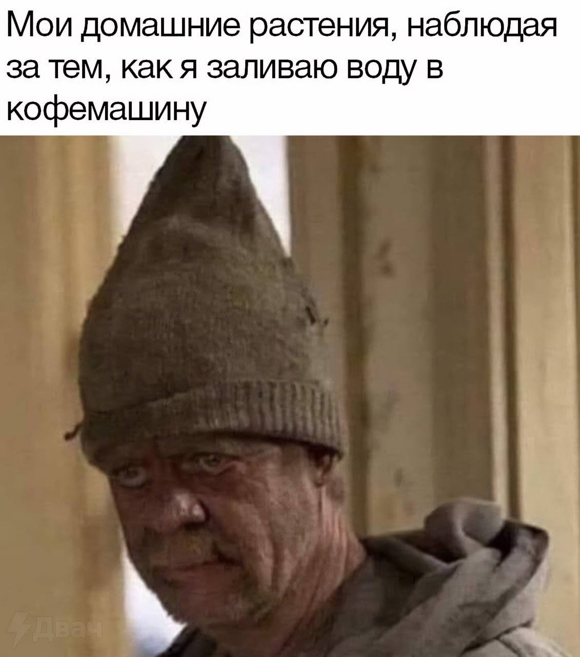 Мои домашние растения, наблюдая за тем, как я заливаю воду в кофемашину