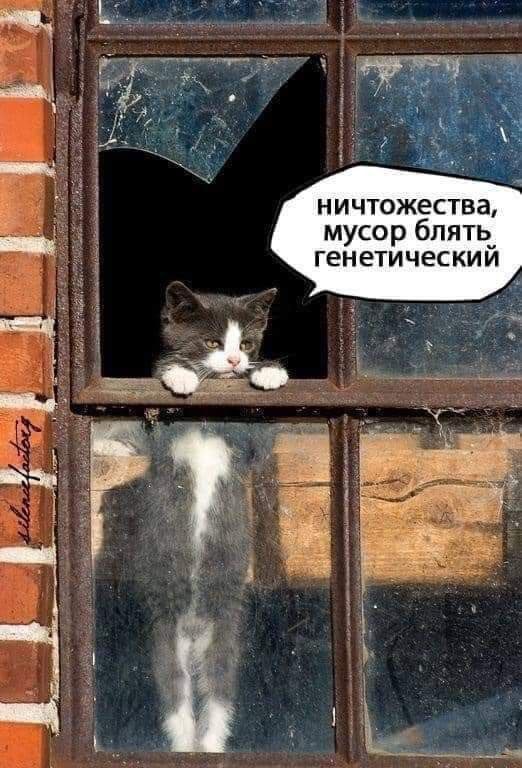 ничтожества, мусор блять генетический