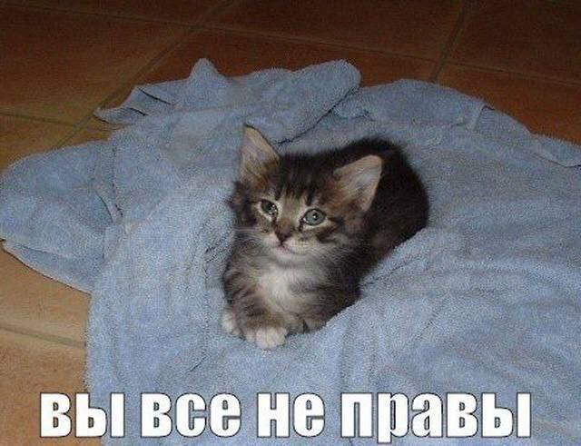 вы все не правы