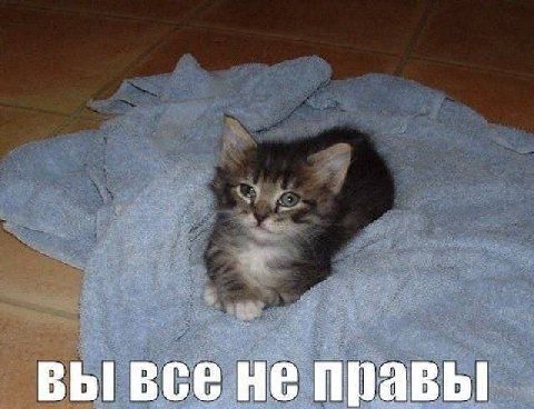 вы все не правы