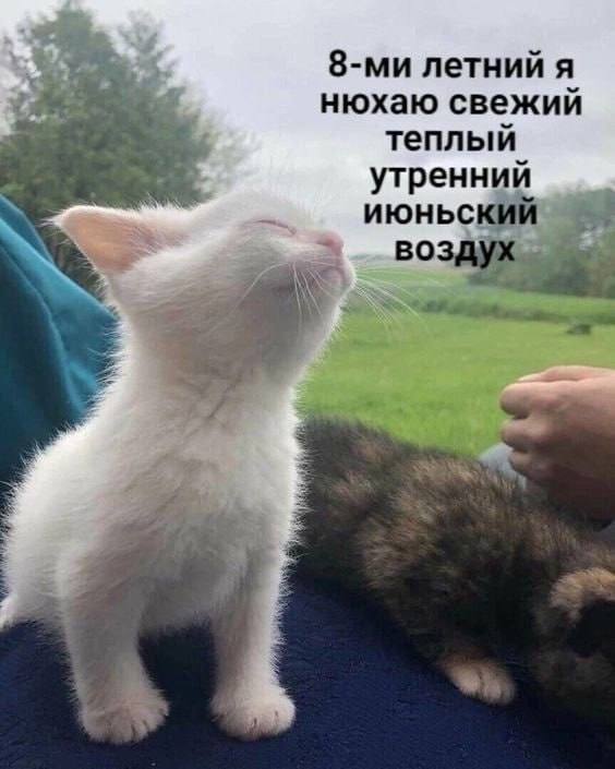 летний A нюхаю свежий теплый утренний июньский