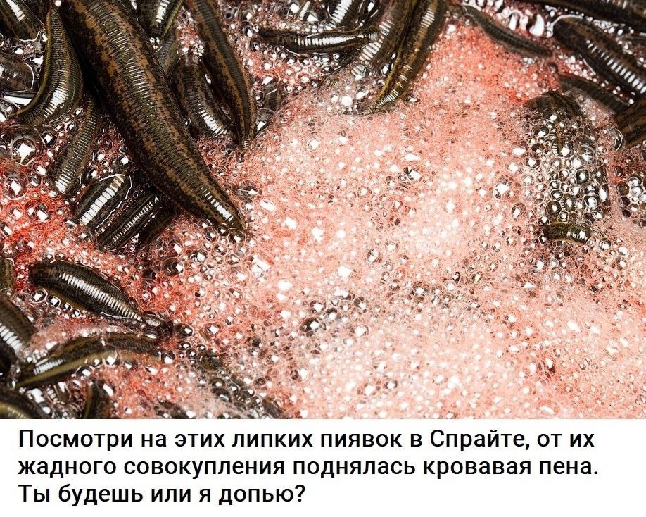 1% 17) 7 ЗА ж 9 13 на этих липких пиявок в Спрайте, жадного совокупления поднялась кровавая пена Ты будешь или я допью?
