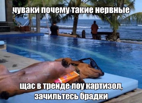 чуваки почему такие нервные, щас в тренде лоу картизол, зачильтесь брадки