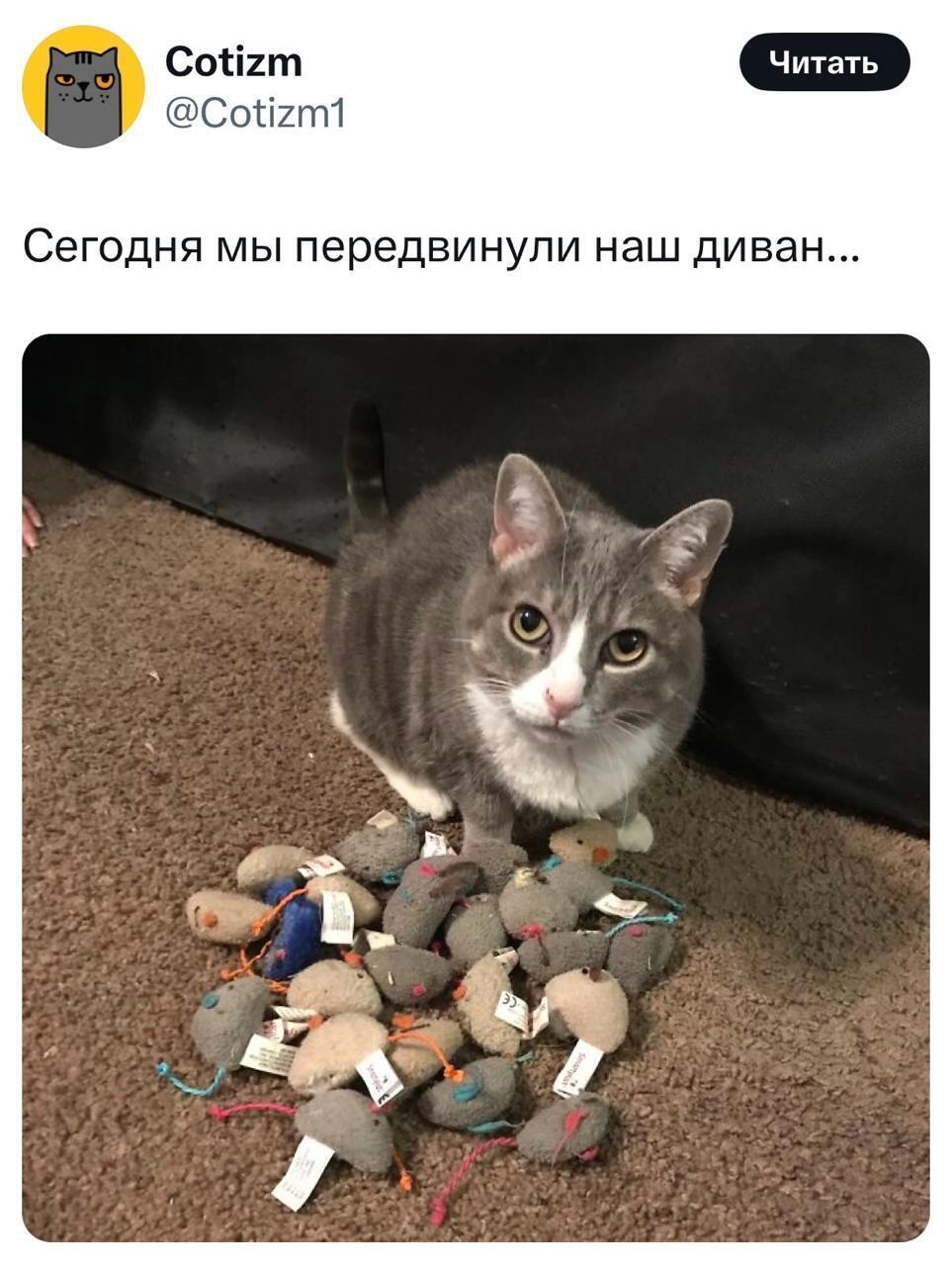 Cotizm @Cotizm1 Сегодня мы передвинули наш диван...