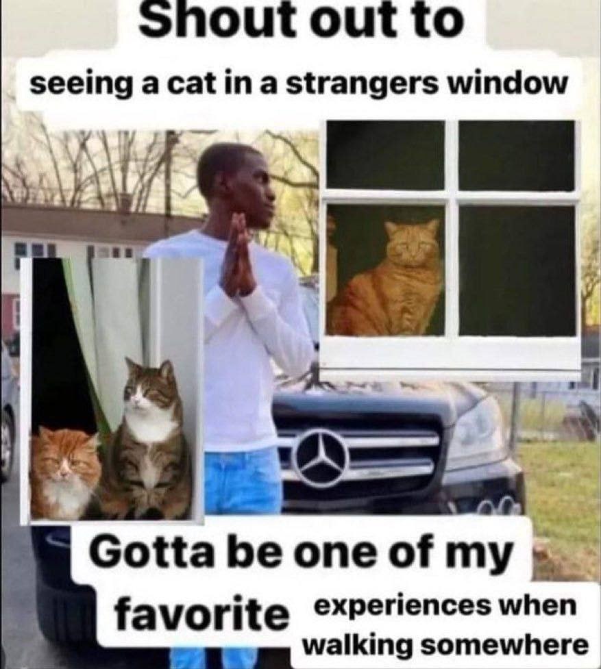 snout out to seeing a cat in a strangers window Gotta be one of my favorite experiences when walking somewhere