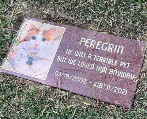 HE WAS A РЕТ. Sur WE 9 i poet