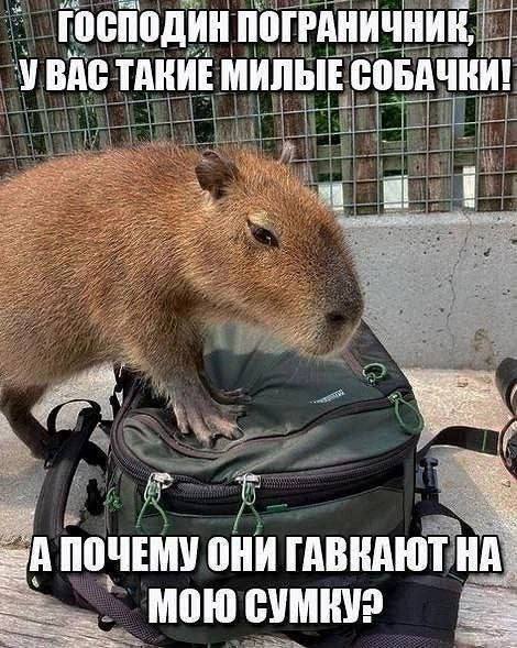 ral ГОСПОДИН ПОГРАНИЧНИК, УВАС ТАКИЕ МИЛЫЕ СОБАЧКИ! i 8 =A ПОЧЕМУ ОНИ ГАВКАЮТ у