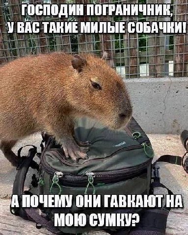 ral ГОСПОДИН ПОГРАНИЧНИК, УВАС ТАКИЕ МИЛЫЕ СОБАЧКИ! i 8 =A ПОЧЕМУ ОНИ ГАВКАЮТ у