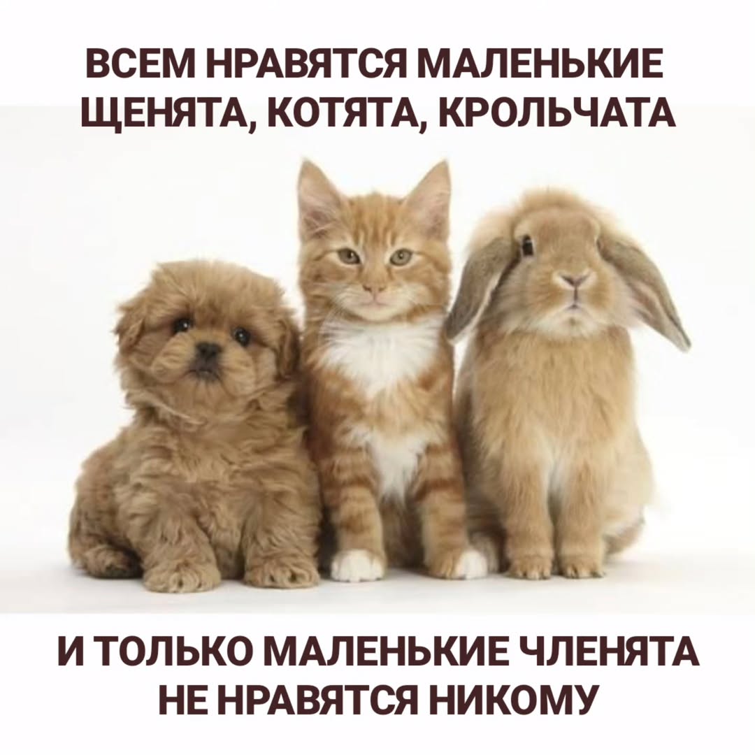 ВСЕМ НРАВЯТСЯ МАЛЕНЬКИЕ ЩЕНЯТА, КОТЯТА, КРОЛЬЧАТА И ТОЛЬКО МАЛЕНЬКИЕ ЧЛЕНЯТА НЕ НРАВЯТСЯ НИКОМУ