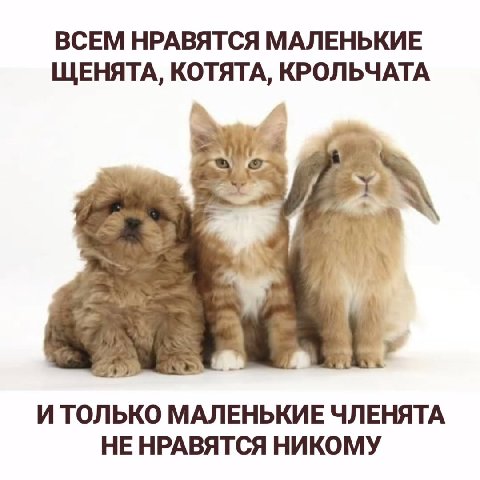 ВСЕМ НРАВЯТСЯ МАЛЕНЬКИЕ ЩЕНЯТА, КОТЯТА, КРОЛЬЧАТА И ТОЛЬКО МАЛЕНЬКИЕ ЧЛЕНЯТА НЕ НРАВЯТСЯ НИКОМУ