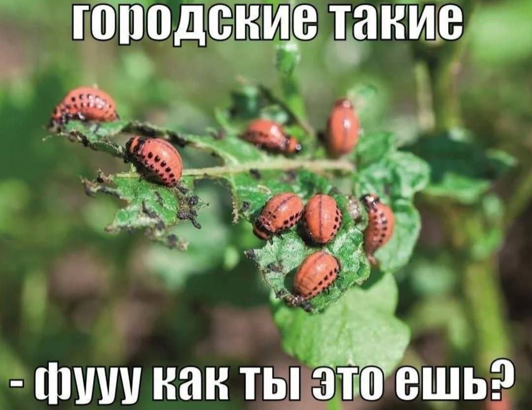 городские такие ты это ешь?