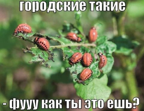 городские такие ты это ешь?