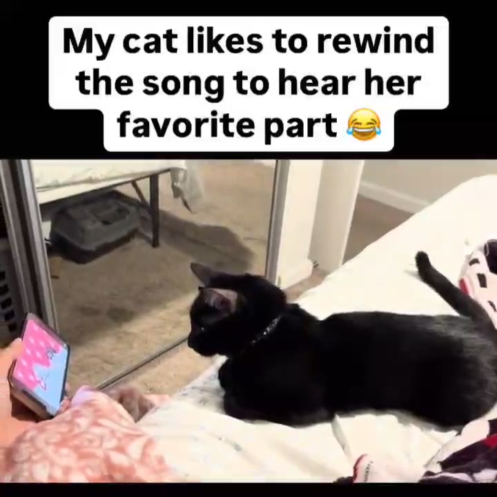 My cat likes to rewind