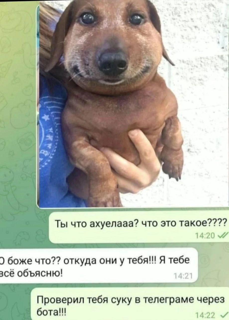 2 Ты что ахуелааа? что это такое???? 14:20 боже что?? откуда они у тебя!!! Я тебе зсё объясню! Проверил тебя суку в телеграме через бота!! 14:22