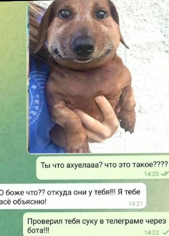 2 Ты что ахуелааа? что это такое???? 14:20 боже что?? откуда они у тебя!!! Я тебе зсё объясню! Проверил тебя суку в телеграме через бота!! 14:22