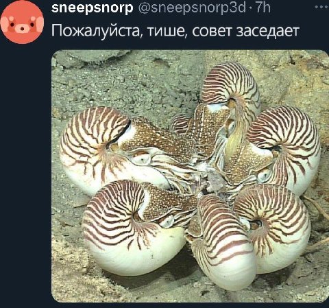 Пожалуйста, тише, совет заседает