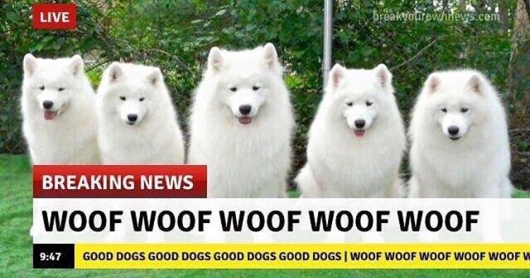 LIVE itp BREAKING NEWS WOOF WOOF WOOF WOOF WOOF GOOD DOGS GOOD DOGS GOOD DOGS GOOD DOGS WOOF WOOF WOOF WOOF WOOF