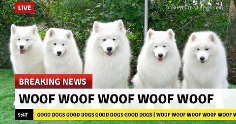 LIVE itp BREAKING NEWS WOOF WOOF WOOF WOOF WOOF GOOD DOGS GOOD DOGS GOOD DOGS GOOD DOGS WOOF WOOF WOOF WOOF WOOF