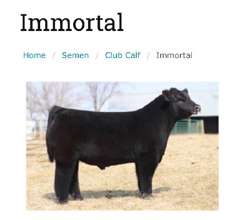 Immortal Home Semen Club Calf Immortal