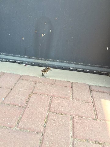 smol pird