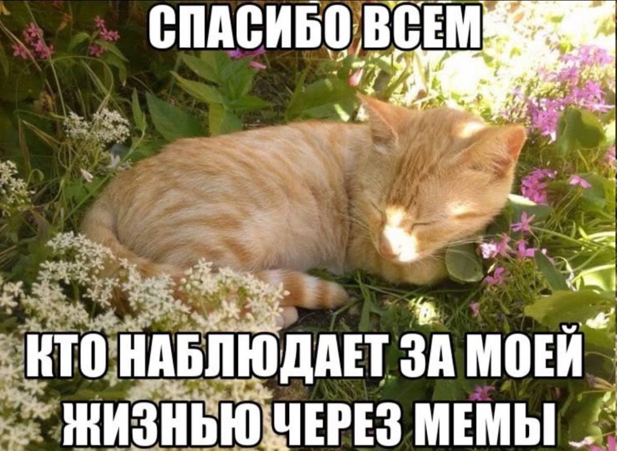 СПАСИБО: we ore КТО НАБЛЮДАЕТ ЗА МОЕЙ" МЕМЫ