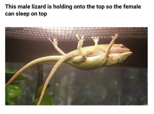 This male lizard is holding onto the top so the female can sleep on top