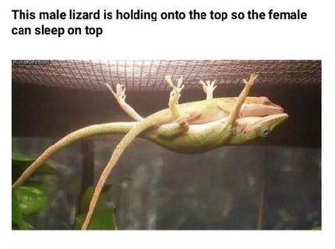 This male lizard is holding onto the top so the female can sleep on top