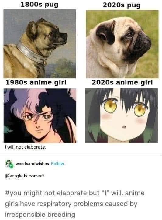 pug pug у anime girl anime girl will not elaborate. weedsandwishes Follow is correct #you might not elaborate but will. anime girls have respiratory problems caused irresponsible breeding