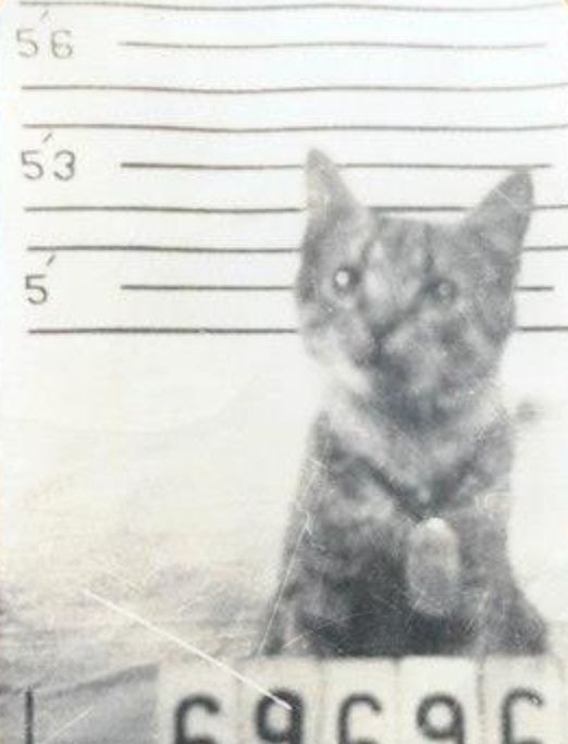 In 1944 a kitten named George (short for General Electric) was saved from drowning by a U.S. Navy crew member. George was then photographed and given a liberty card and detailed health record.