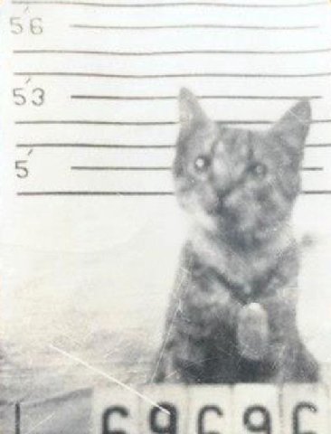 In 1944 a kitten named George (short for General Electric) was saved from drowning by a U.S. Navy crew member. George was then photographed and given a liberty card and detailed health record.