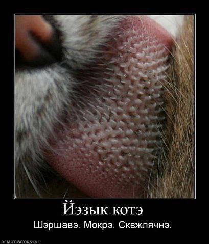 Иэзык Шэршавэ. Мокрэ. Сквжлячнэ.