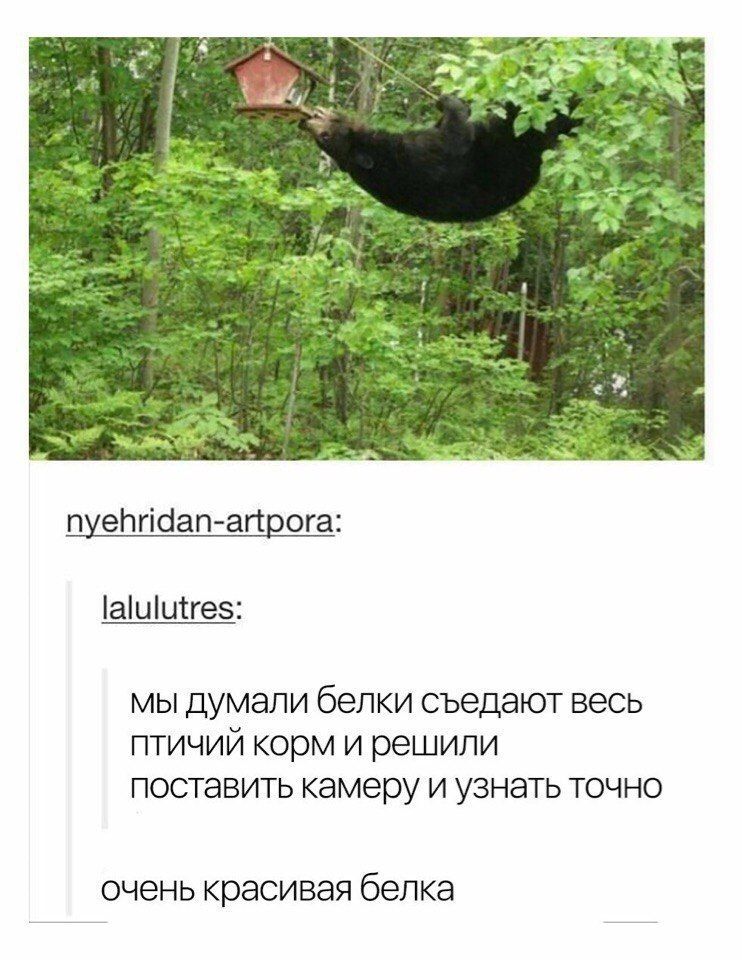 nyehridan-artpora: lalulutres: мы думали белки съедают весь птичий корм и решили поставить камеру и узнать точно очень красивая белка