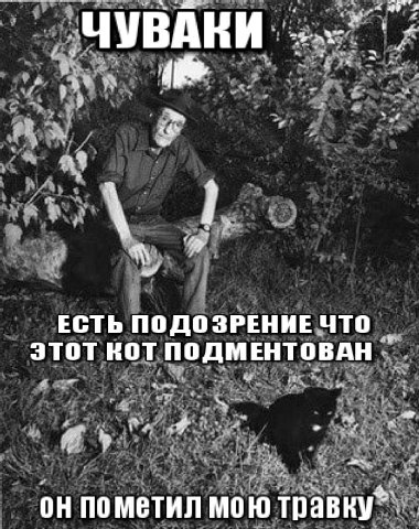 ЧУВАКИ ЕСТЬ ПОДОЗРЕНИЕ ЧТО ЭТОТ КОТ ПОДМЕНТОВАН пометил мою травку