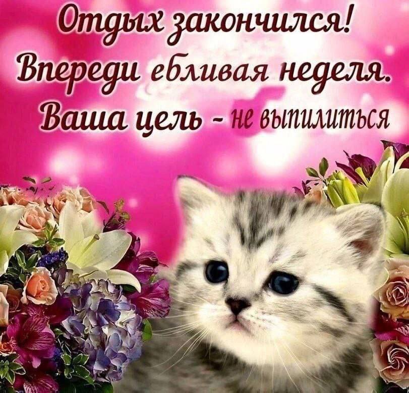Отдых закончился! Впереди ебливая неделя: у we
