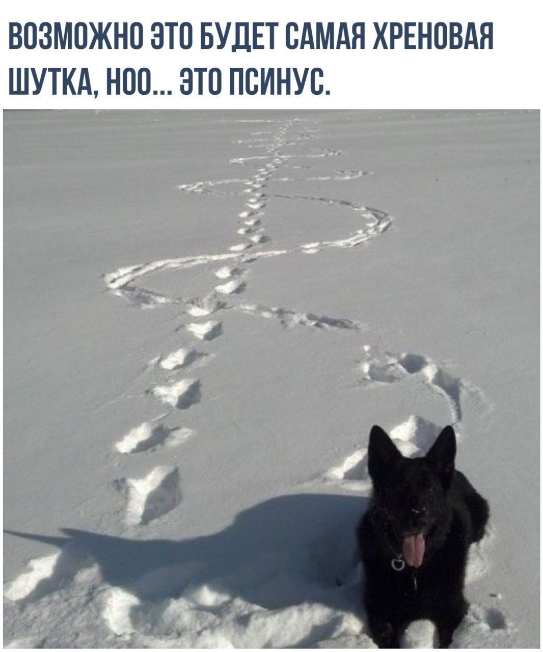 ВОЗМОЖНО ЭТО БУДЕТ САМАЯ ХРЕНОВАЯ ШУТКА, НОО... ЭТО ПСИНУС.