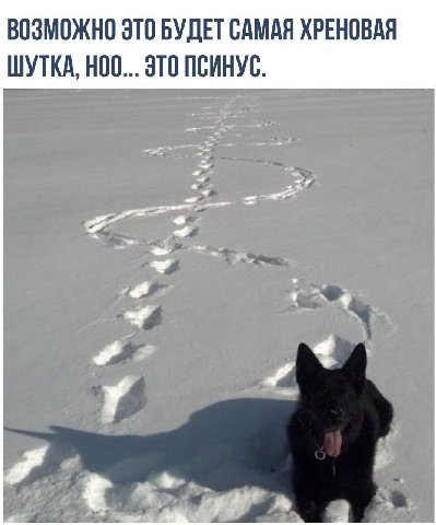 ВОЗМОЖНО ЭТО БУДЕТ САМАЯ ХРЕНОВАЯ ШУТКА, НОО... ЭТО ПСИНУС.