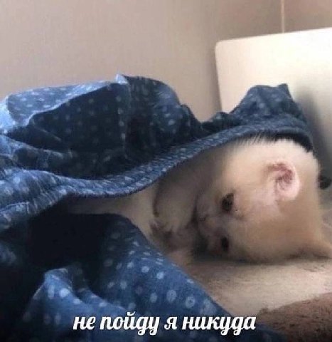 не пойду я никуда