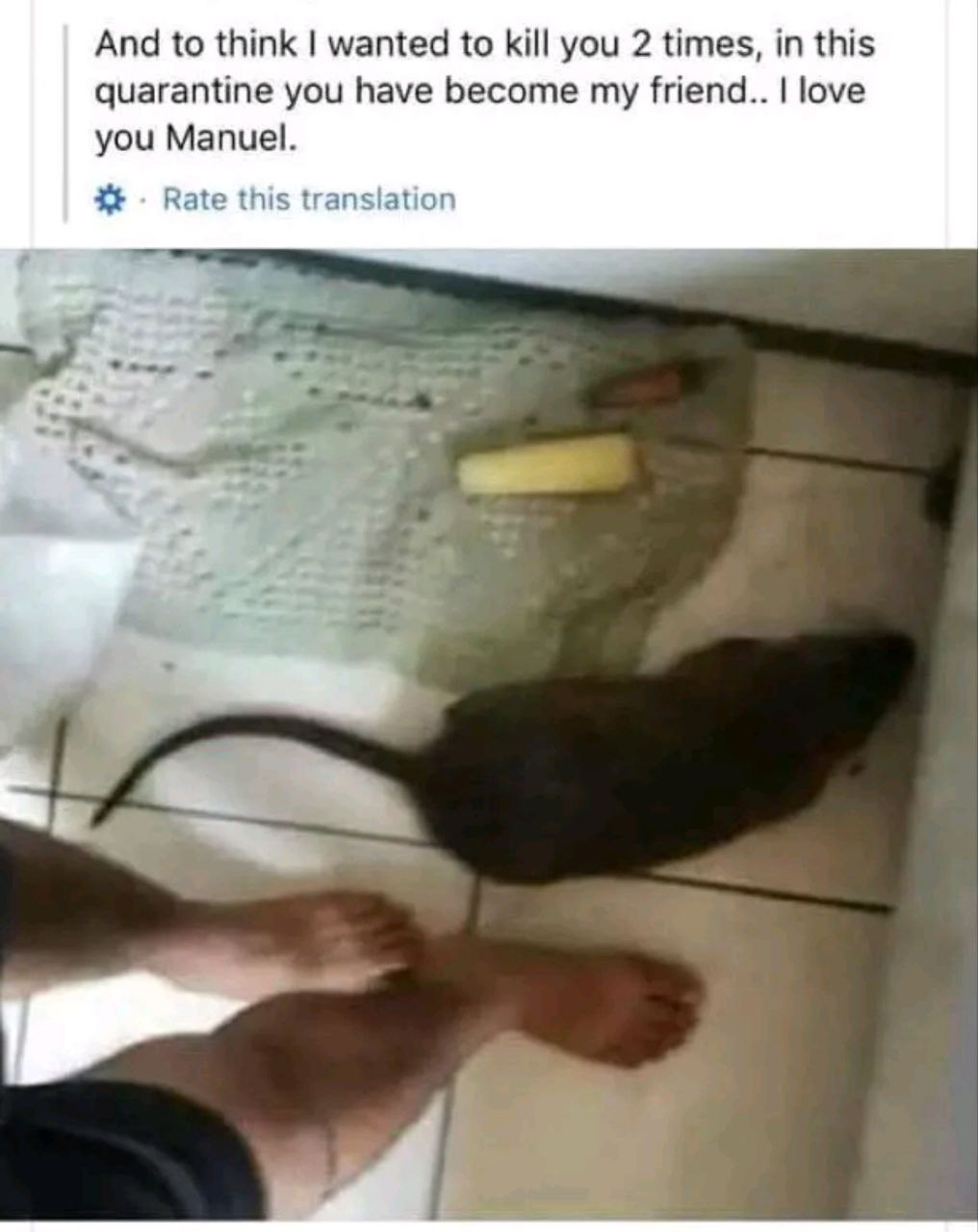 And to think wanted to kill you 2 times, in this quarantine you have become my friend.. love you Manuel. Rate this translation