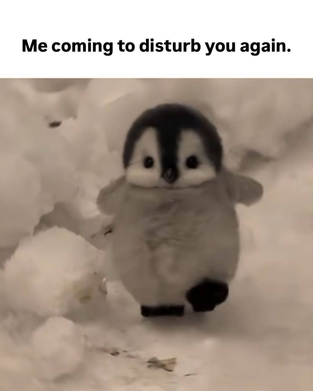 Me coming to disturb you again.