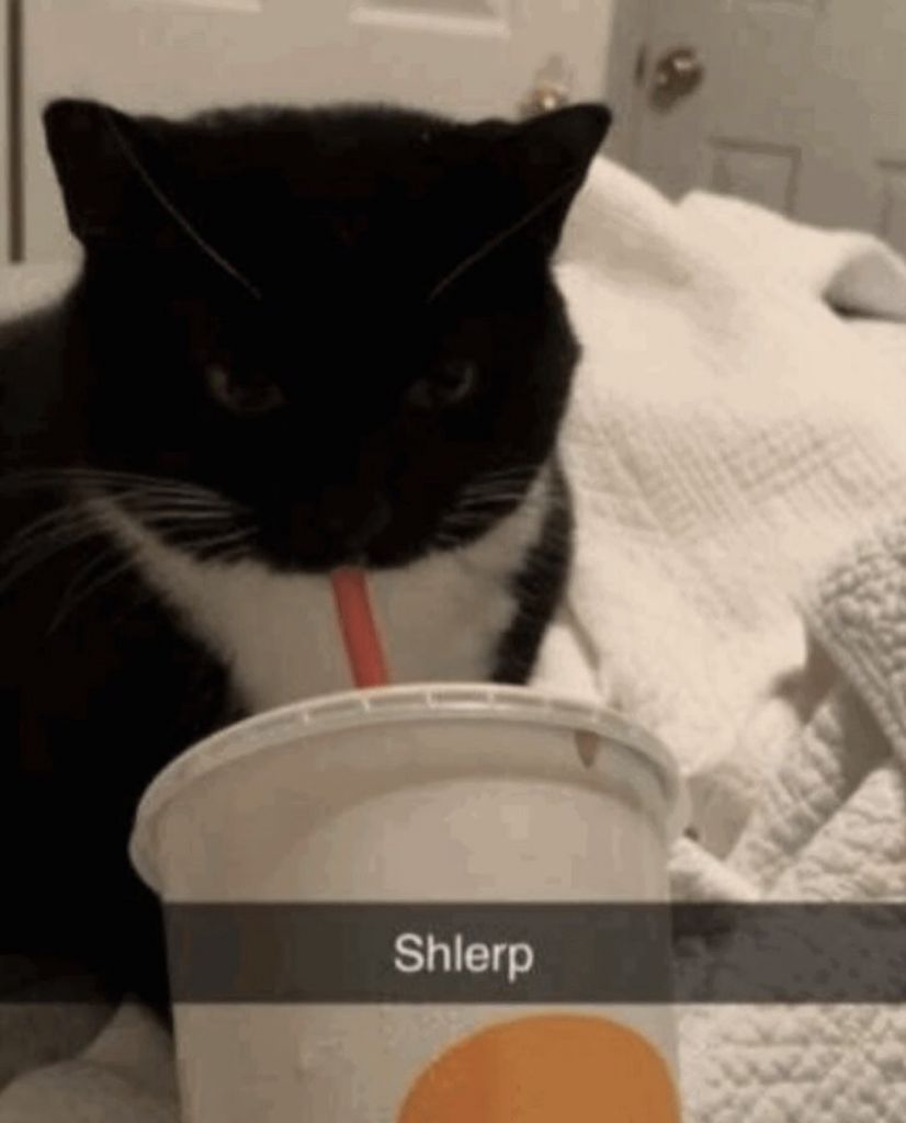 Shlerp