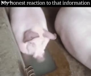 Му’НопезЕ reaction to that information